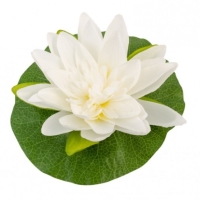 Kvt lotosu bl 22 cm