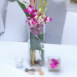 Orchideje