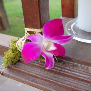 Orchideje